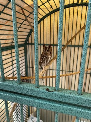 Clinic for the Rehabilitation of Wildlife (CROW) - Visitor Education Center by null