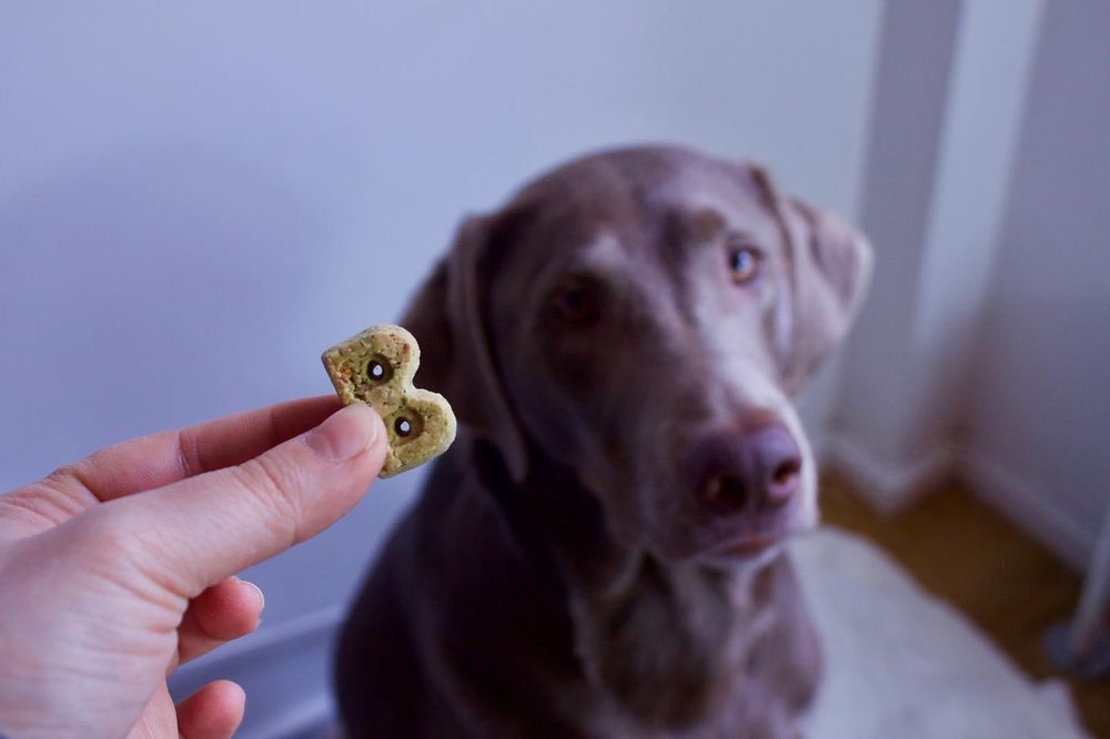 WOOF GANG BAKERY AND GROOMING SUGAR LAND 370 Photos & 104 Reviews