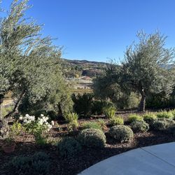 Agustin Landscaping