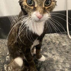 Squires Clip And Train - Bailey is enjoying his warm bath.  Look at those forward whiskers!
