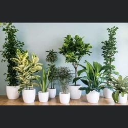 Kimberly's Indoor Plants