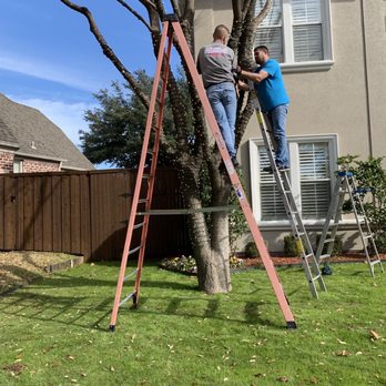Brandon's Window Cleaning - Trees - Pressure Washers Near Me