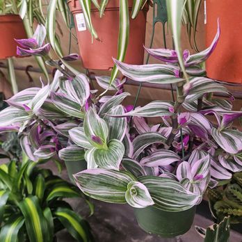 Pueblo - I forgot what this plant is but I'm gonna get one eventually! - Nurseries & Gardening Near Me - Phoenix, Arizona Pueblo - I forgot what this plant is but I'm gonna get one eventually! - Nurseries & Gardening Near Me - Phoenix, Arizona