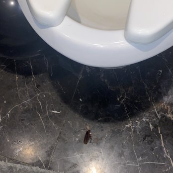 Spa Castle - Dead roach in the BR - Massage Near Me - College Point, New York Spa Castle - Dead roach in the BR - Massage Near Me - College Point, New York