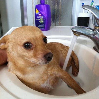 Happy Paws Pasadena - Pet Sitting Near Me Happy Paws Pasadena - Pet Sitting Near Me
