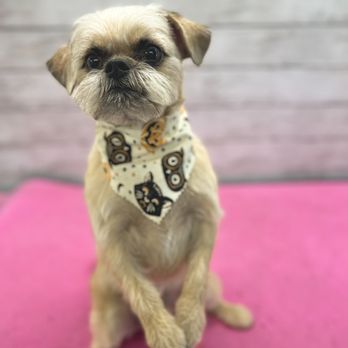 Doggoneit Mobile Grooming - Pet Groomers Near Me Doggoneit Mobile Grooming - Pet Groomers Near Me