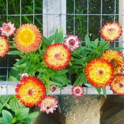Brandts Greenhouse - Straw Flowers