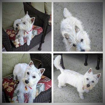 paw spa mobile dog grooming