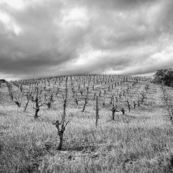 Rhizos Viticulture - a black and white photo of a vineyard - Business Consulting Near Me