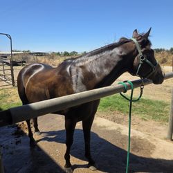 A T Ranch & Equestrian Center