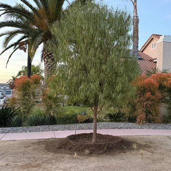Moon Valley Nurseries - Australian Willow tree cared for by  Ramon Morales of Moon Nursery. - Nurseries & Gardening Near Me - La Verne, California