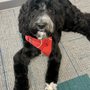 Photo of Somerset Dog Grooming