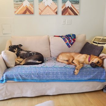 Westside German Shepherd Rescue - Pet Adoption Near Me - Los Angeles, California