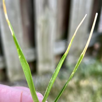TruGreen Lawn Care - Grass burned from the tips down. - Tree Services Near Me - Charlotte, North Carolina TruGreen Lawn Care - Grass burned from the tips down. - Tree Services Near Me - Charlotte, North Carolina