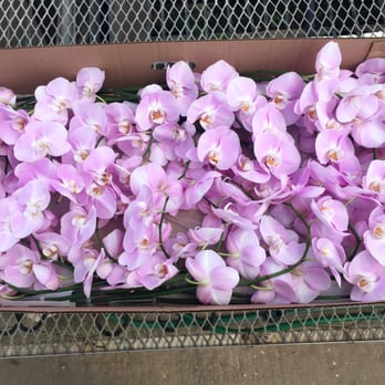 Taida Orchids - cut orchids - Nurseries & Gardening Near Me - Bridgewater, New Jersey