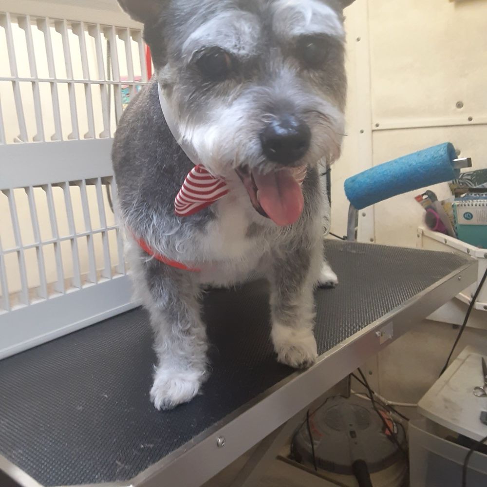 Dog's Bath & Beyond Inc - Groomed dog. - Pet Groomers Near Me