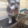 Photo of Dog's Bath & Beyond Inc