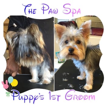 Napa Paw Spa - Puppy's first dog Grooming, priced start at $65 & we offer house-call grooming - Pet Training Near Me Napa Paw Spa - Puppy's first dog Grooming, priced start at $65 & we offer house-call grooming - Pet Training Near Me