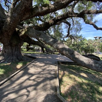 Treaty Oak Park - Parks Near Me - Jacksonville, Florida