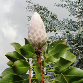 Ali'i Kula Lavender - protea - Tours Near Me - Kula, Hawaii