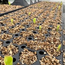 Dill's Greenhouse