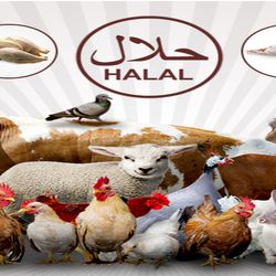  Archer Halal Live Poultry & Meats - Our site Banner