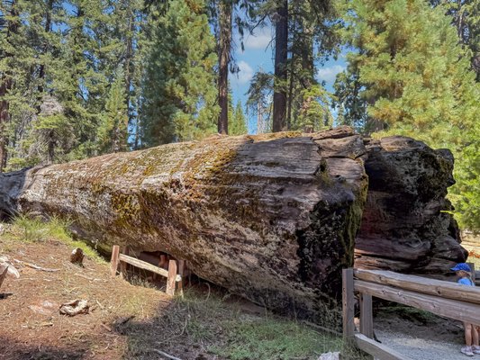 General Grant Tree by null