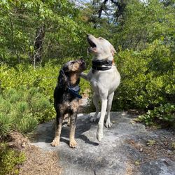 Ruff Hikers