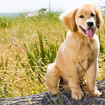 Atchison Animal Clinic - Veterinarians Near Me - Atchison, Kansas Atchison Animal Clinic - Veterinarians Near Me - Atchison, Kansas