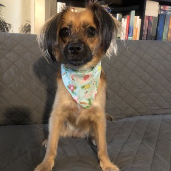 Puppy Salon - Before - Pet Groomers Near Me - Whittier, California Puppy Salon - Before - Pet Groomers Near Me - Whittier, California