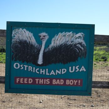 Ostrichland USA - Attraction Farms Near Me - Solvang, California Ostrichland USA - Attraction Farms Near Me - Solvang, California