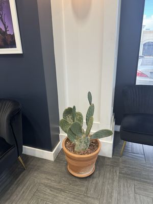 Beyond Hello Cannabis Dispensary by null