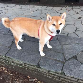 Leash & Paws - Dog Walkers Near Me Leash & Paws - Dog Walkers Near Me