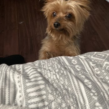OMGrooming - Before - Pet Groomers Near Me
