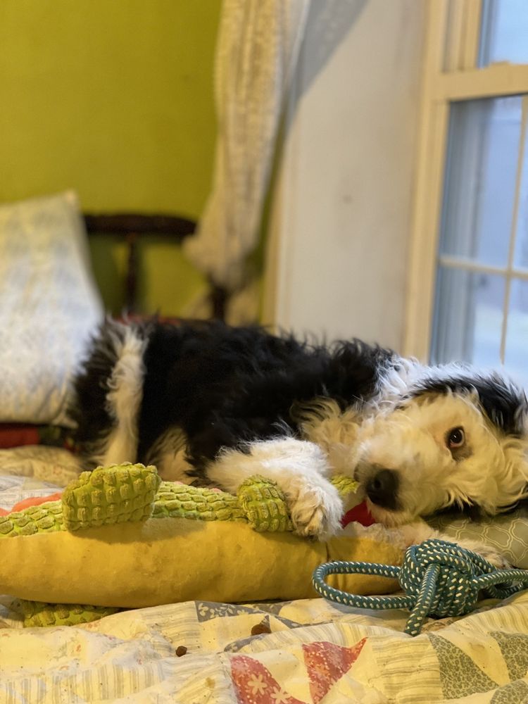 QUAKERTOWN VETERINARY CLINIC Updated September 2024 40 Photos & 104