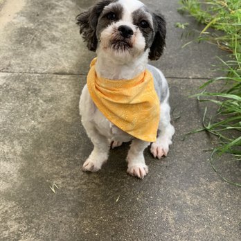 Melissa Michelle Grooming - Pet Groomers Near Me - San Leandro, California