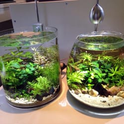 Aqua Bonsai