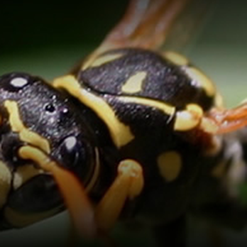 Burge Pest Control - Pest Control Near Me - Alameda, California