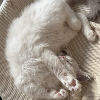 Day Spring Ragdolls - Pet Breeders Near Me - Shingle Springs, California