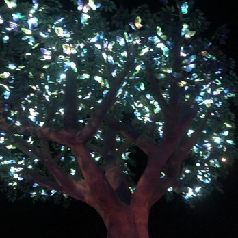 Dollywood - Tree lights up and dances to music. - Amusement Parks Near Me - Pigeon Forge, Tennessee Dollywood - Tree lights up and dances to music. - Amusement Parks Near Me - Pigeon Forge, Tennessee