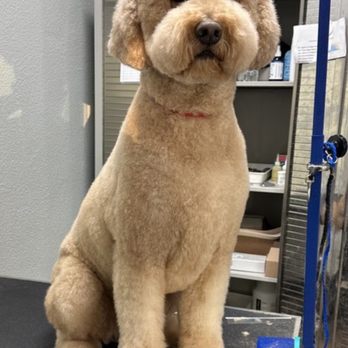 MVP Dog Grooming & Boarding  - Golden doodle full service - Pet Groomers Near Me - Anaheim, California