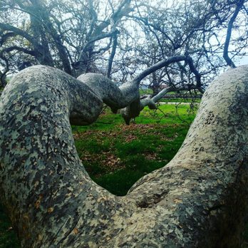 Sycamore Grove Park - How long has this old sycamore been lounging in this spot? - Parks Near Me - Livermore, California Sycamore Grove Park - How long has this old sycamore been lounging in this spot? - Parks Near Me - Livermore, California