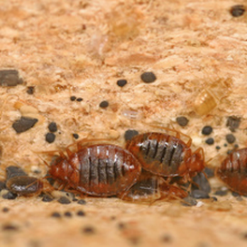 Bed Bugs In The Hotel Room Curtains Yelp