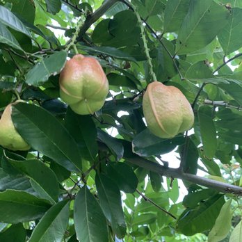 Gifford Arboretum - Ackee - Parks Near Me - Coral Gables, Florida