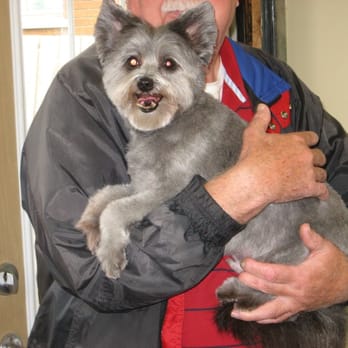 TlC Dog Grooming - Pepper showing off a Sport Cut - Pet Groomers Near Me - Hamilton, Ontario TlC Dog Grooming - Pepper showing off a Sport Cut - Pet Groomers Near Me - Hamilton, Ontario