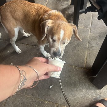 Blind Tiger Pub - Our pup enjoying his pup cups - American Near Me - Charleston, South Carolina