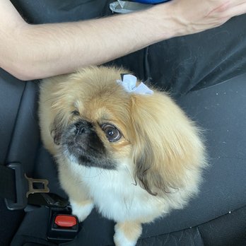 D-Tails Pet Spa - Pet Groomers Near Me - Las Vegas, Nevada D-Tails Pet Spa - Pet Groomers Near Me - Las Vegas, Nevada