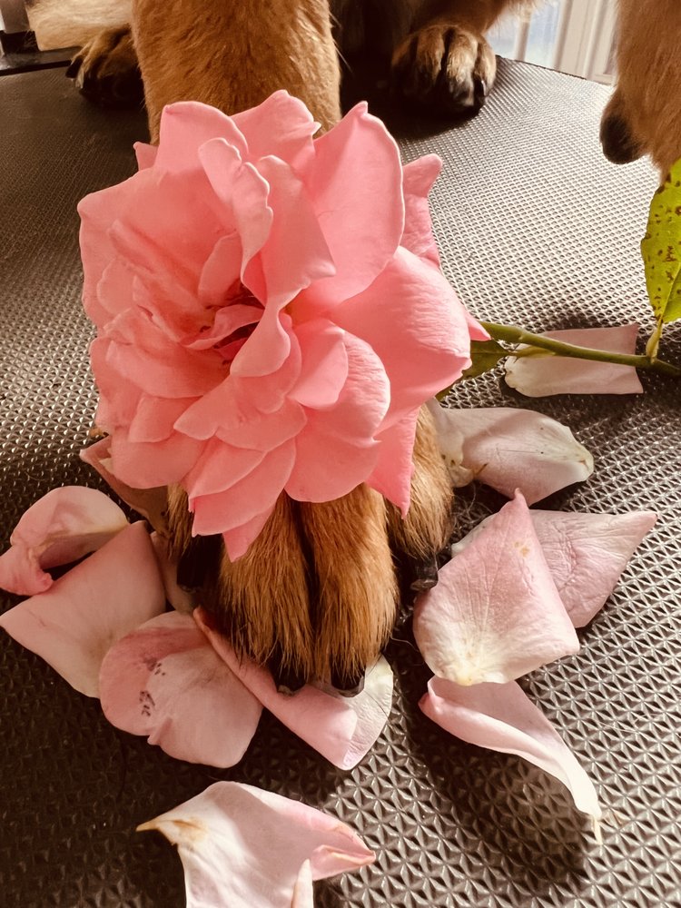 THE TOP KNOT DOG GROOMING Updated July 2024 Royersford