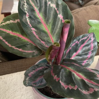 Encinal Nursery - Nurseries & Gardening Near Me - Alameda, California