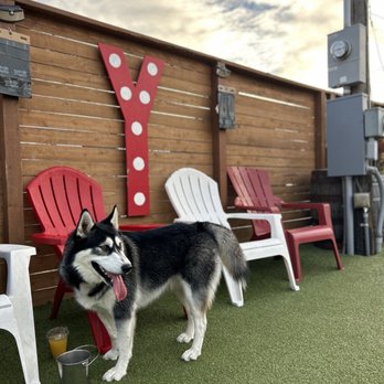 Dog Yard Bar - Dog Parks Near Me - Seattle, Washington